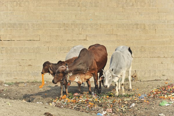 Cows looking for food on a dirty road next to a wall, Varanasi, Uttar Pradesh, India, Asia