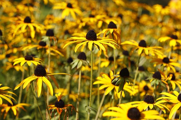 Yellow coneflower (Rudbeckia), North Rhine-Westphalia, Germany, Europe