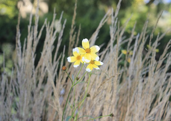 Gold-Zweizahn (Bidens), North Rhine-Westphalia, Germany, Europe