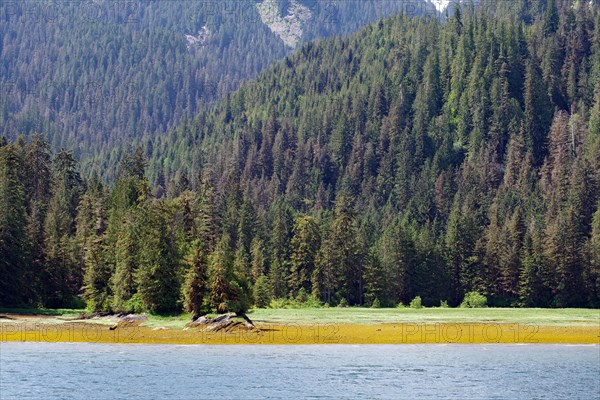 Elongated fjord with wooded shores and meadows, Khutzeymateen Grizzly Bear, Wilderness, British Columbia, Canada, North America