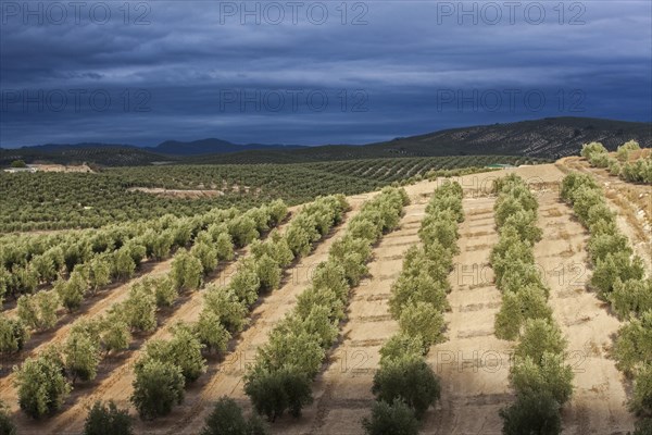 Late afternoon light strikes olive grove