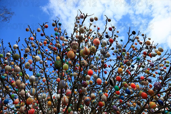 Many colourful Easter eggs on a tree, Easter custom (date unknown)