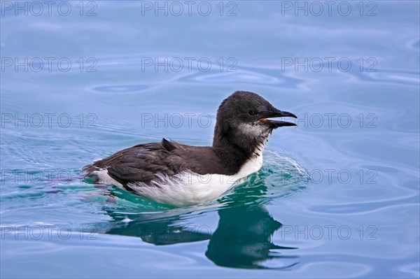 Thick-billed murre, Bruennich's guillemot (Uria lomvia) chick swimming in Arctic sea water of the Hinlopen Strait in summer, Svalbard, Spitsbergen