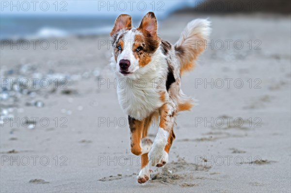 Australian Shepherd, Aussie, breed of herding dog from the United States, running on sandy beach