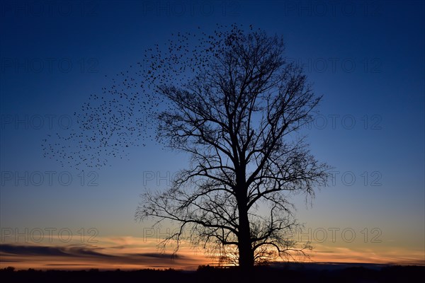 A flock of starlings (Sturnidae) resting in the branches of a tree at sunset, Bavaria, Germany, Europe