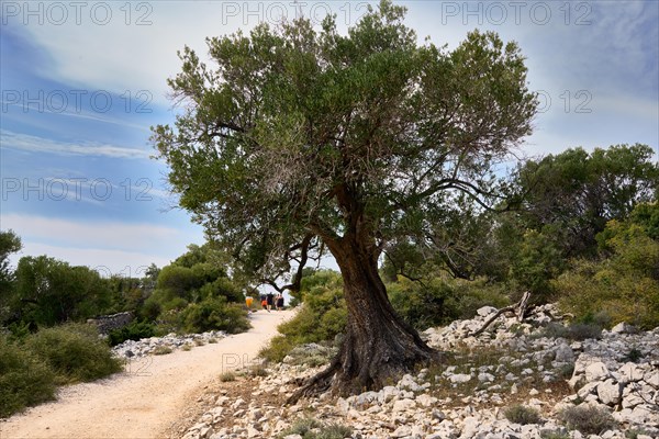 Path and olive tree in the olive grove of Lun, Vrtovi Lunjskih Maslina, Wild olive (Olea Oleaster linea), olive orchard with centuries-old wild olive trees, nature reserve, Lun, island of Pag, Croatia, Europe