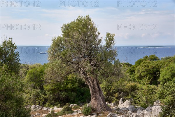 Old, gnarled olive tree in the olive grove of Lun, Vrtovi Lunjskih Maslina, wild olive (Olea Oleaster linea), olive orchard with centuries-old wild olive trees, nature reserve, Lun, island of Pag, behind the Mediterranean Sea, Adriatic Sea, Croatia, Europe