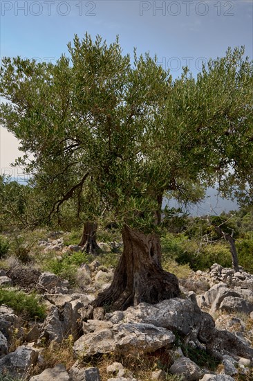 Old, gnarled olive tree in the olive grove of Lun, Vrtovi Lunjskih Maslina, wild olive (Olea Oleaster linea), olive orchard with centuries-old wild olive trees, nature reserve, Lun, island of Pag, Croatia, Europe