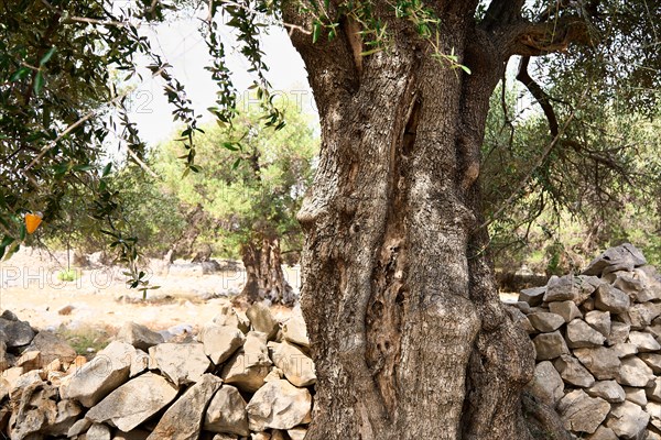 Old, gnarled olive tree in the olive grove of Lun, Vrtovi Lunjskih Maslina, wild olive (Olea Oleaster linea), olive orchard with centuries-old wild olive trees, nature reserve, Lun, island of Pag, Croatia, Europe