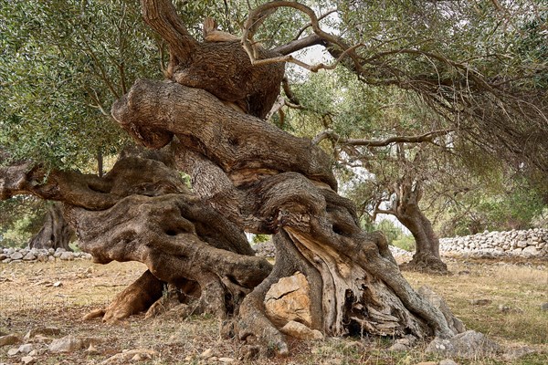 Old, gnarled olive trees in the olive grove of Lun, Vrtovi Lunjskih Maslina, Wild olive (Olea Oleaster linea), olive grove with centuries-old wild olive trees, nature reserve, Lun, island of Pag, Croatia, Europe