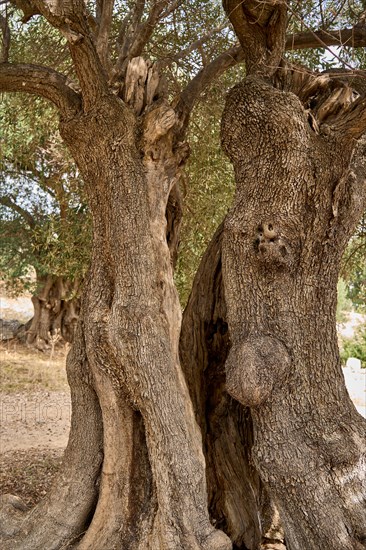 Old, gnarled olive tree in the olive grove of Lun, Vrtovi Lunjskih Maslina, wild olive (Olea Oleaster linea), olive orchard with centuries-old wild olive trees, nature reserve, Lun, island of Pag, Croatia, Europe