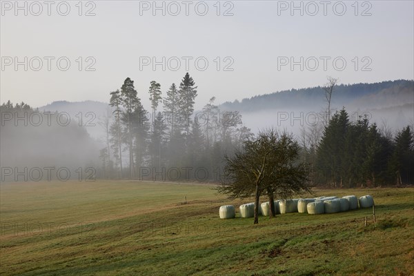 Landscape in the Black Forest near fog with meadow, rolling hills and forest near Hofstetten, Ortenaukreis, Baden-Wuerttemberg, Germany, Europe