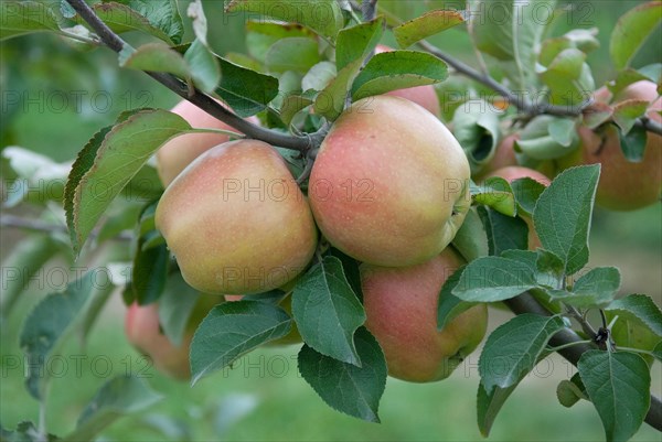 Apple (Malus domestica DELBARD JUBILE), Bundessorteamt, testing centre Wurzen, Wurzen, 81