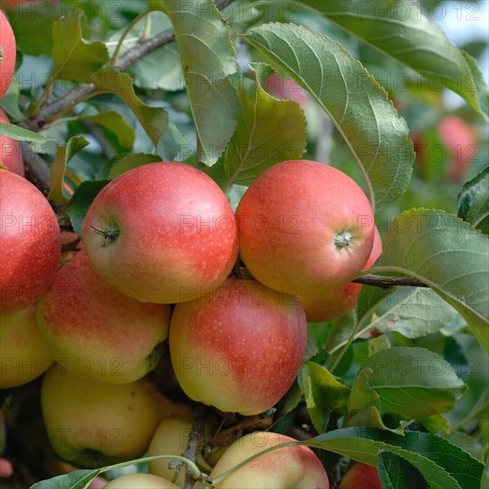 Malus domestica 'Gala'