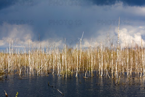 The Dead Moor, Steinhuder Meeres, Lower Saxony, Germany, Europe