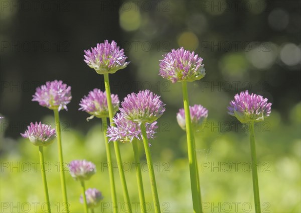 (Allium), inflorescence, North Rhine-Westphalia, Germany, Europe