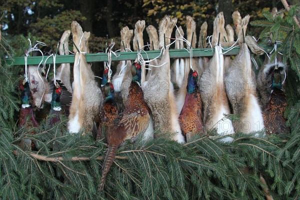European hares (Lepus europaeus) and pheasant (Phasianus colchicus) shot during a hunt, hanging from a hunting cart, Lower Austria, Austria, Europe