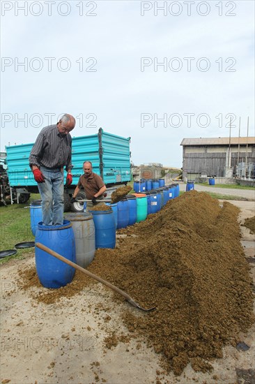 Hunter filling apple pomace into barrels as food for european roe deers (Capreolus capreolus) in winter, Allgaeu, Bavaria, Germany, Europe