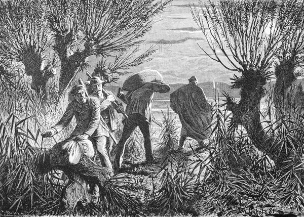 Smugglers on the Baltic Sea shore, Mecklenburg-Western Pomerania, Baltic Sea, shore, willow trees, men, law, sacks, secretly, smuggling, Germany, historical illustration 1880, Europe