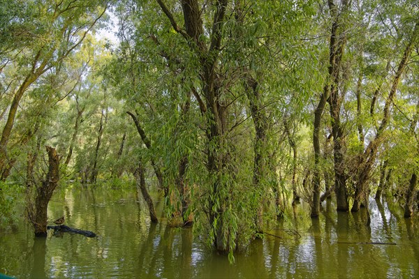 Willows grow in the water at a water arm in the UNESCO Danube Delta Biosphere Reserve. Munghiol, Tulcea, Romania, Europe