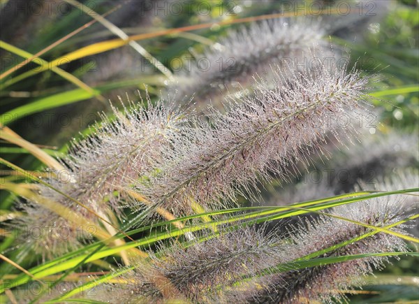 Dwarf fountain grass (Pennisetum alopecuroides), North Rhine-Westphalia, Germany, Europe