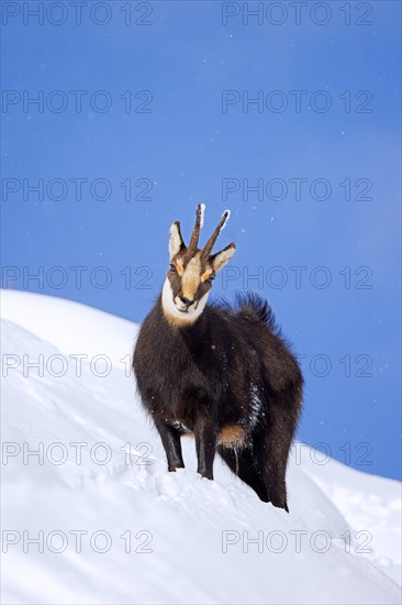 Alpine chamois (Rupicapra rupicapra) solitary male in dark winter coat foraging on mountain slope in the snow in the European Alps