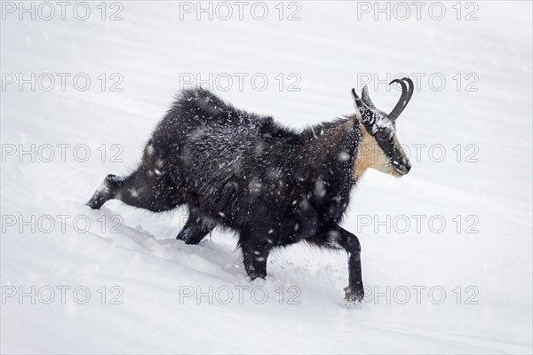 Alpine chamois (Rupicapra rupicapra) solitary male foraging on mountain slope during snow shower in winter in the European Alps
