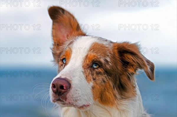 Australian Shepherd, Aussie, breed of herding dog from the United States, close-up portrait