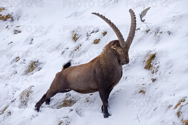 Alpine ibex (Capra ibex) male with large horns stretching hind limbs on mountain slope covered in snow in winter in the European Alps