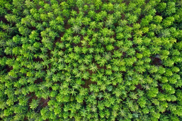 Aerial view over treetops of pine trees in coniferous forest in summer in Scandinavia