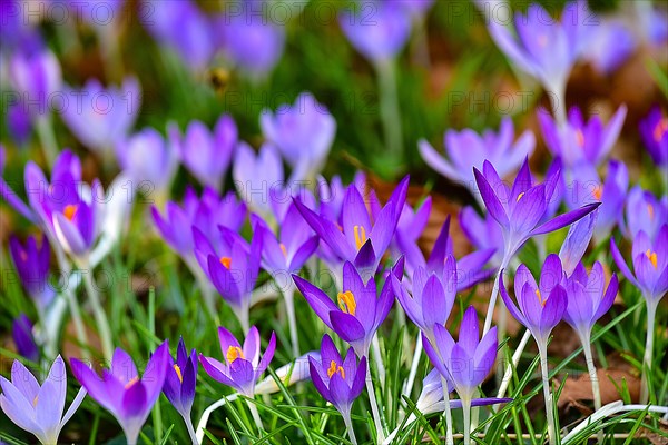 Purple crocuses (Crocus) in bloom in a park in Bavaria, Germany, Europe