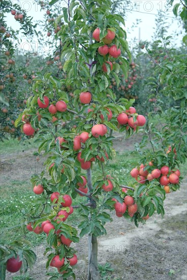 Apple (Malus domestica 'Pinova'), Bundessorteamt, testing centre Wurzen, Wurzen, 81