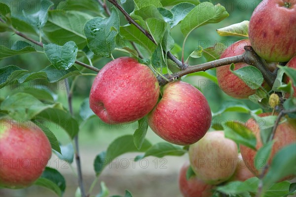 Apple (Malus domestica 'Rekarda'), Bundessorteamt, testing centre Wurzen, Wurzen, 81