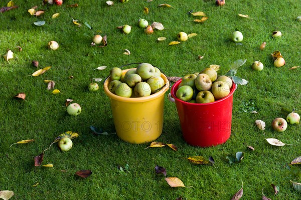 Fallen fruit in a meadow in the home garden