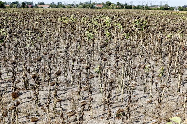 Dried sunflowers in a field in Schoenwald in Brandenburg, 16/08/2018