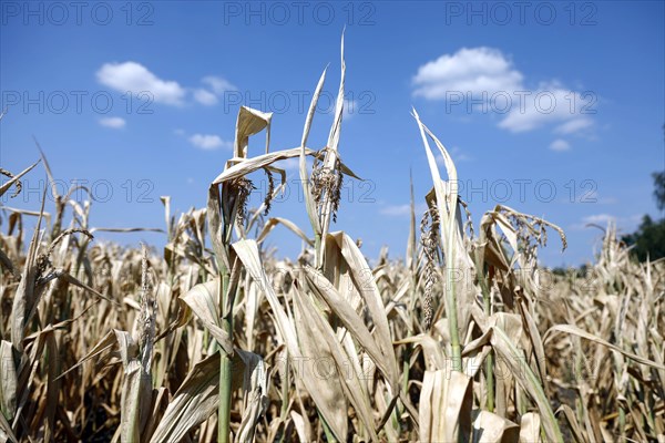 Dried maize plants in a field in Schoenwald in Brandenburg, 16/08/2018