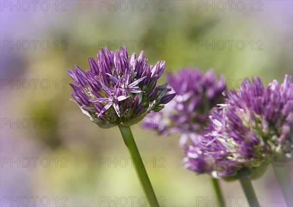 (Allium), inflorescence, North Rhine-Westphalia, Germany, Europe