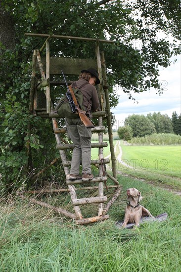 Huntress mounts open high seat, hunting dog Weimaraner shorthair laid down, Allgaeu, Bavaria, Germany, Europe