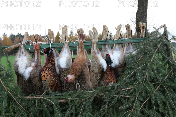 Hunting, hares (Lepus europaeus) and pheasants (Phasianus colchicus) hanging from a hunting cart, Lower Austria, Austria, Europe