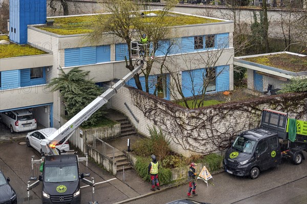 Tree care with working platform, Kempten, Allgaeu, Bavaria, Germany, Europe