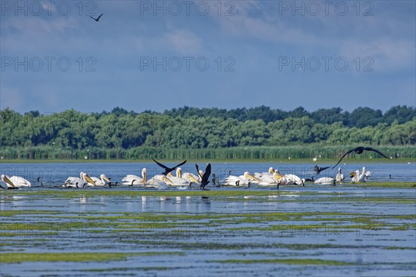 Pelicans and cormorants fishing together on Lacul Isaccel in the UNESCO Danube Delta Biosphere Reserve. Munghiol, Tulcea, Romania, Europe