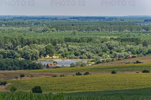 Landscape on the Saint George Branch, the southern arm of the Danube in the Danube Delta. Tulcea, Romania, Europe