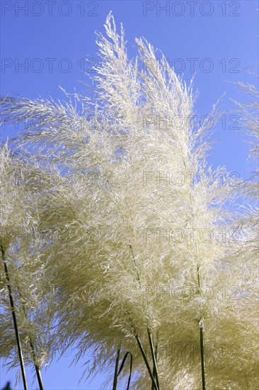 Cortaderias (Cortaderia), in the blue sky, North Rhine-Westphalia, Germany, Europe