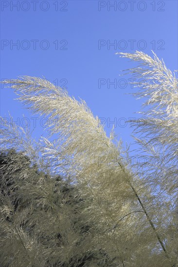 Cortaderias (Cortaderia), in the blue sky, North Rhine-Westphalia, Germany, Europe