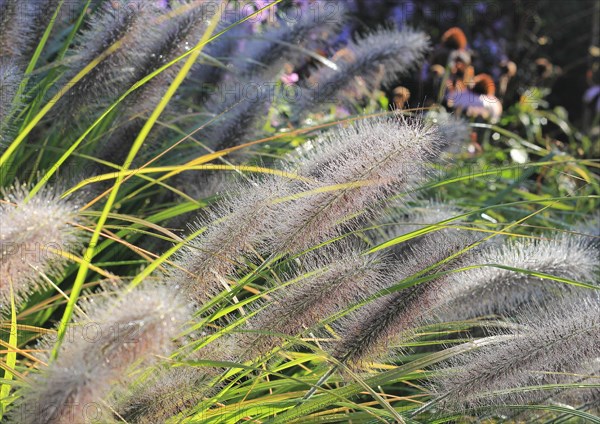 Dwarf fountain grass (Pennisetum alopecuroides), North Rhine-Westphalia, Germany, Europe