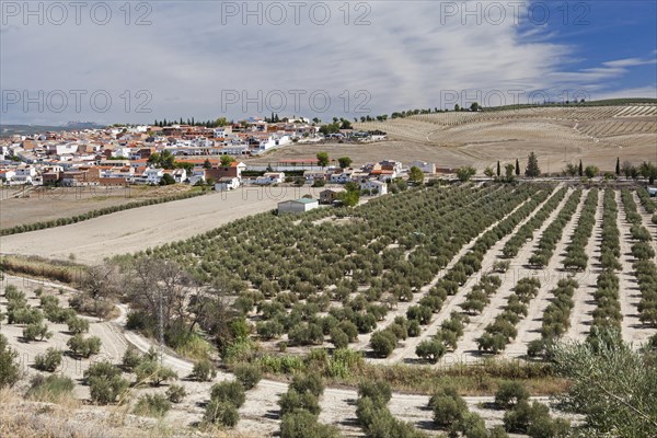 Santo Tome village surrounded by olive trees