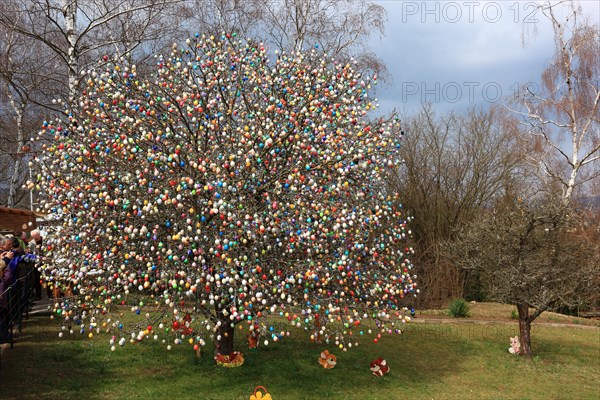 Many colourful Easter eggs on a tree, Easter custom, The Saalfeld Easter egg tree, an apple tree of the Kraft and Rumrich families in Saalfeld, Thuringia, which became famous for its Easter decorations. Until 2015, it stood in the Kraft family's garden on the southern outskirts of the town, Saalfeld, Thuringia, Germany (date of photograph unknown)