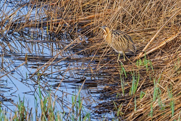 Eurasian bittern, great bittern (Botaurus stellaris) foraging well camouflaged in dense reed bed, reedbed along lake shore in winter