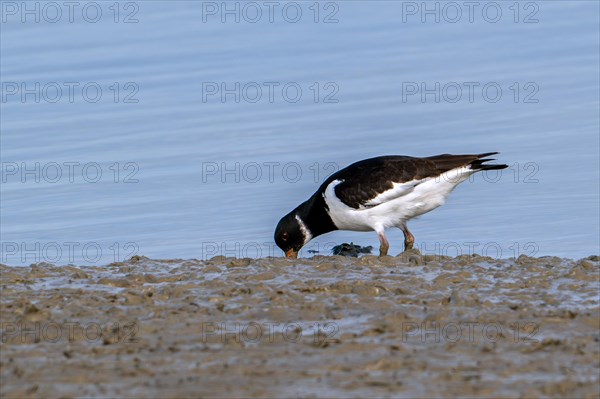 Common pied oystercatcher, Eurasian oystercatcher (Haematopus ostralegus) foraging on mudflat along the North Sea coast and looking for worms in mud