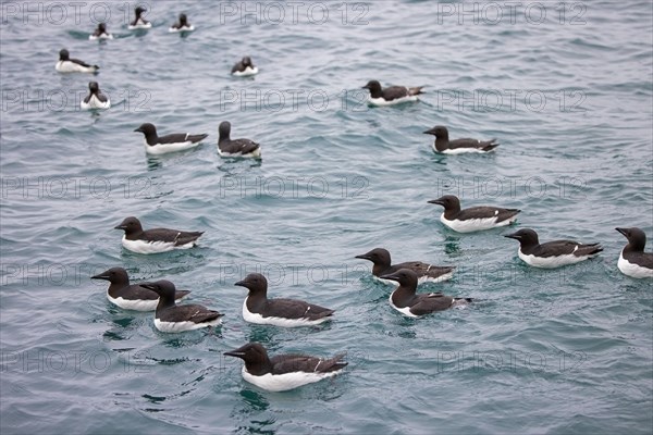 Flock of thick-billed murres, Bruennich's guillemots (Uria lomvia) swimming in the Arctic sea in summer, Hinlopen Strait, Svalbard, Spitsbergen